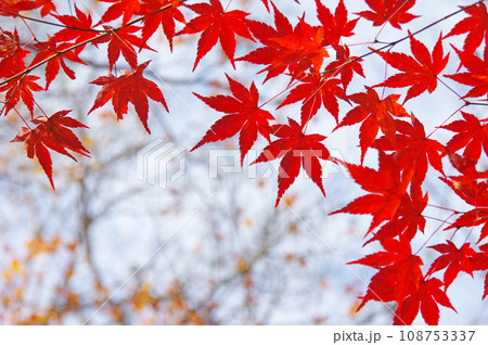【紅葉・秋イメージ】真っ赤に色付いたモミジの葉 【紅葉・秋イメージ】真っ赤に色付いたモミジの葉 108753337