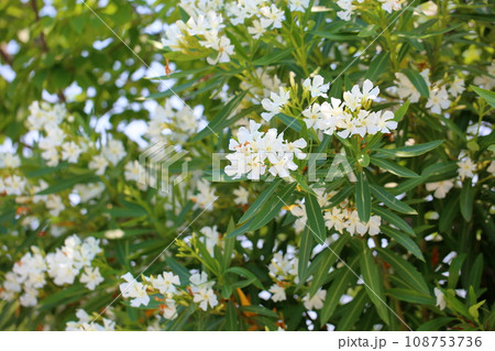 キョウチクトウの花 108753736