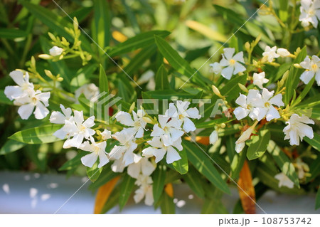 キョウチクトウの花 108753742