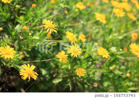 マーガレットコスモスの花 マーガレットコスモスの花 108753743