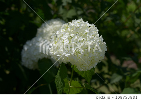 アメリカノリノキ 108753881