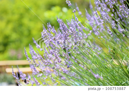 ラベンダーの花 ラベンダーの花 108753887