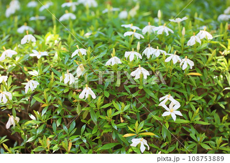 コクチナシの花 コクチナシの花 108753889