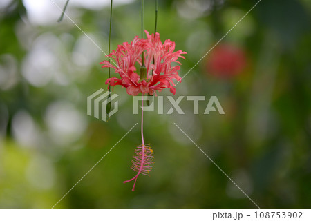 ウナズキヒメフヨウ ウナズキヒメフヨウ 108753902