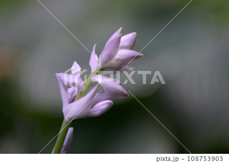 オオバギボシ 108753903