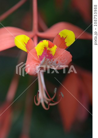 ヨウラクボク 108753988