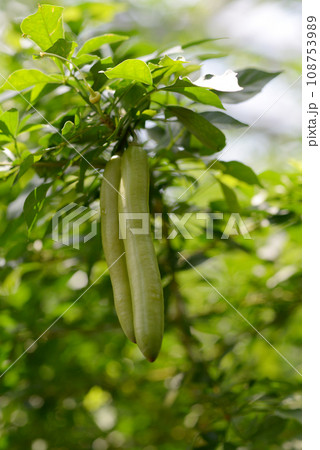 ロウソクノキ 108753989