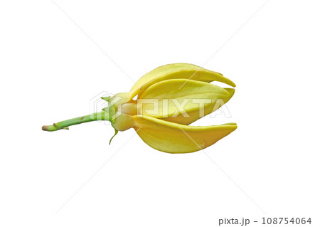 Climbing ilang-ilang, manorangini, hara-champa or kantali champa Climbing ilang-ilang, manorangini, hara-champa or kantali champa 108754064