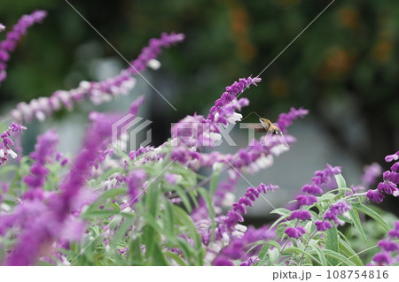アメジストセージの花とホシホウジャク アメジストセージの花とホシホウジャク 108754816