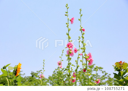 タチアオイの花 108755271