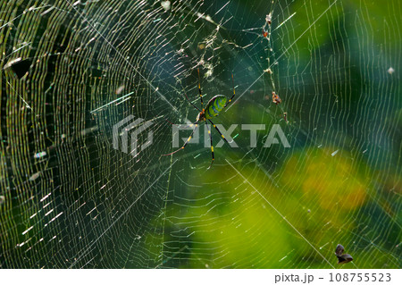 緻密なジョロウグモの円網 緻密なジョロウグモの円網 108755523