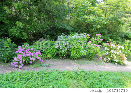 ガクアジサイの花 108755759