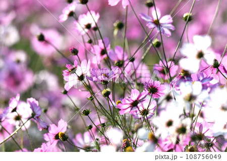 コスモス畑　秋の風景　鴻巣市　 108756049