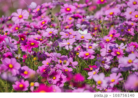 見頃を迎えた 宮ノ下コスモス広苑 108756140