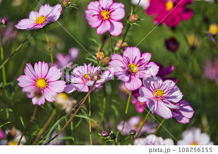 見頃を迎えた 宮ノ下コスモス広苑 108756155