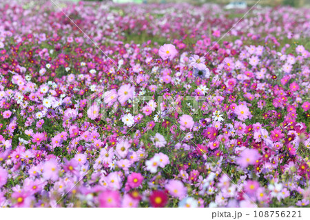 コスモス畑　秋の風景　鴻巣市　 108756221
