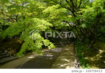 寂光寺 境内の若もみじ 京都市右京区嵯峨 寂光寺 境内の若もみじ 京都市右京区嵯峨 108756413