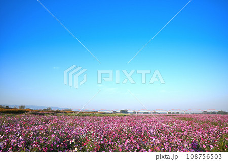 コスモス畑　秋の風景　鴻巣市　 108756503
