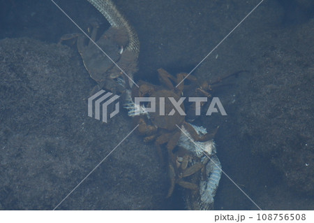 蛇の死骸を食べるサワガニ 108756508