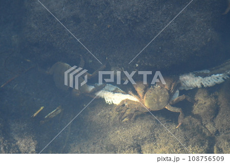 蛇の死骸を食べるサワガニ 108756509