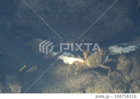 蛇の死骸を食べるサワガニ 108756510