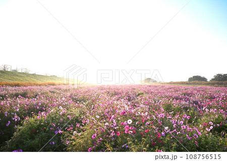 朝靄のコスモス畑 秋の風景 鴻巣市 朝靄のコスモス畑 秋の風景 鴻巣市 108756515