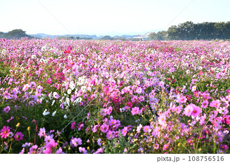 コスモス畑 秋の風景 鴻巣市 コスモス畑 秋の風景 鴻巣市 108756516