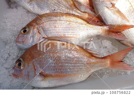魚屋で氷の上に並べられた天然真鯛 108756822