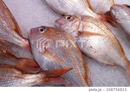 魚屋で氷の上に並べられた天然真鯛 魚屋で氷の上に並べられた天然真鯛 108756823