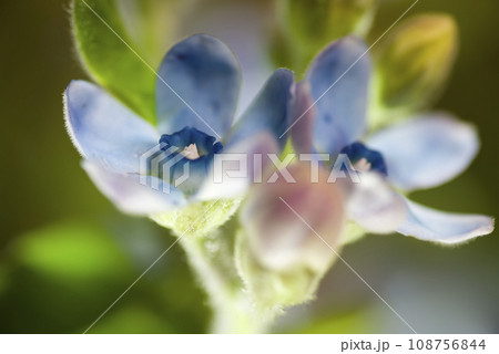 この花の名前はオキシペタルム（ブルースター）です。 学名はOxypetalum coeruleumで 108756844