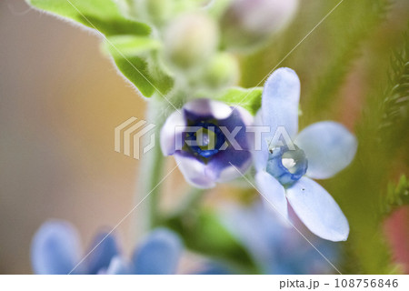 この花の名前はオキシペタルム（ブルースター）です。 学名はOxypetalum coeruleumで 108756846