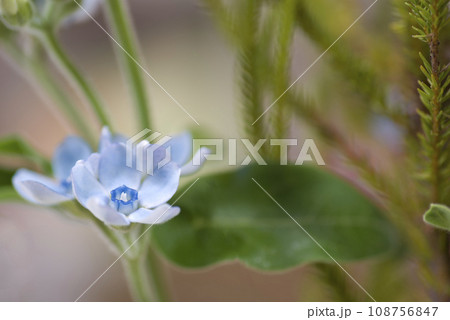 この花の名前はオキシペタルム（ブルースター）です。 学名はOxypetalum coeruleumで 108756847