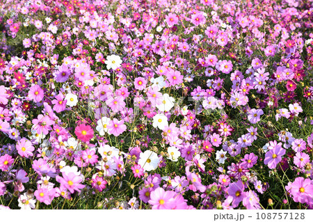 コスモス畑　秋の風景　鴻巣市　 108757128