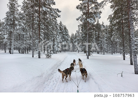 Dog sled ride in winter arctic forest 108757963