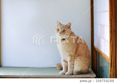 窓の外を眺める猫 窓の外を眺める猫 108758288