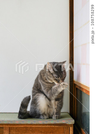 窓の外を眺める猫 108758299