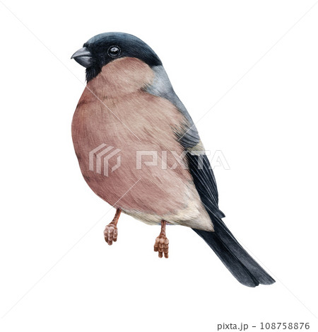 Bullfinch female bird painted watercolor illustration. Hand drawn Pyrrhula pyrrhula Eurasian avian. Realistic bullfinch bird vintage style painted element. Forest little songbird. White background 108758876