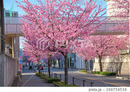 《愛知県》名古屋都市風景 東区泉オオカンザクラの並木道 《愛知県》名古屋都市風景 東区泉オオカンザクラの並木道 108759538