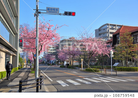 《愛知県》名古屋都市風景　東区泉オオカンザクラの並木道 108759548