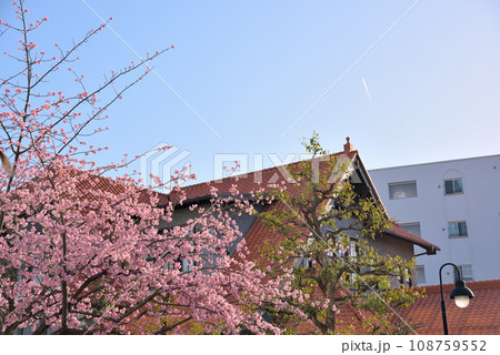 《愛知県》名古屋都市風景　東区泉オオカンザクラの並木道 108759552