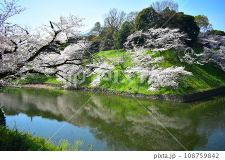 千鳥ヶ淵の桜 108759842