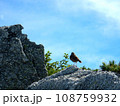山と鳥 108759932