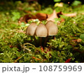 苔とキノコ 108759969