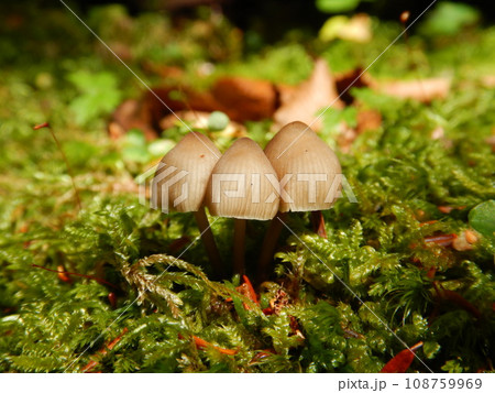 苔とキノコ 108759969