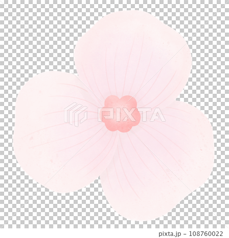 pink flower blossom pink flower blossom 108760022