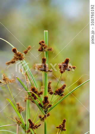 蚊帳吊り草 蚊帳吊り草 108760192