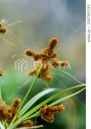 蚊帳吊り草 108760193