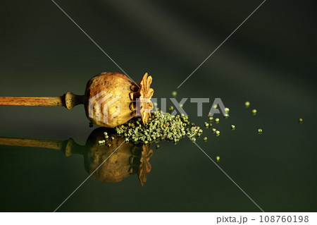 Dried poppy seed heads against dark background 108760198