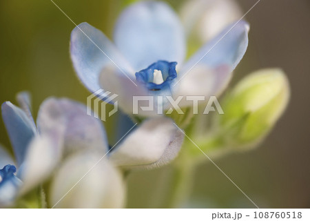 この花の名前はオキシペタルム（ブルースター）です。 学名はOxypetalum coeruleum 108760518