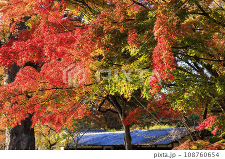 紅葉見頃な小諸城趾懐古園 紅葉見頃な小諸城趾懐古園 108760654